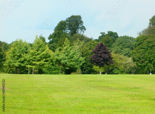 green grass on a field near a forest with a bench in it