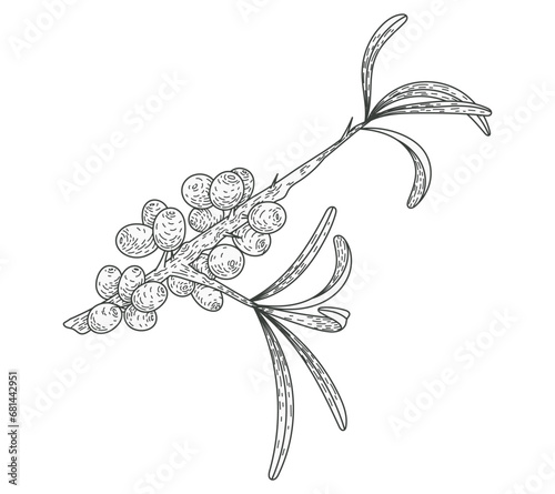 Isolated sketch sea buckthorn branch with leaves and berries. Natural plant, vector flat illustration.