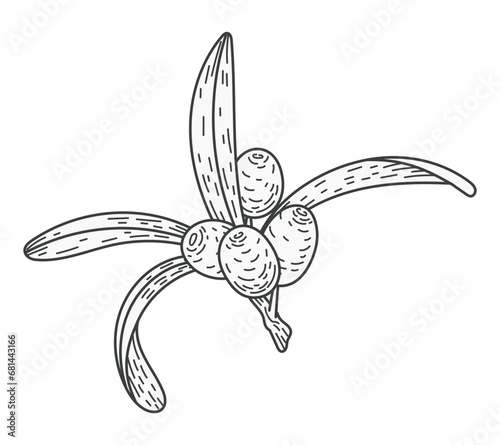 Isolated sketch sea buckthorn branch with leaves and berries. Natural plant, vector flat illustration.