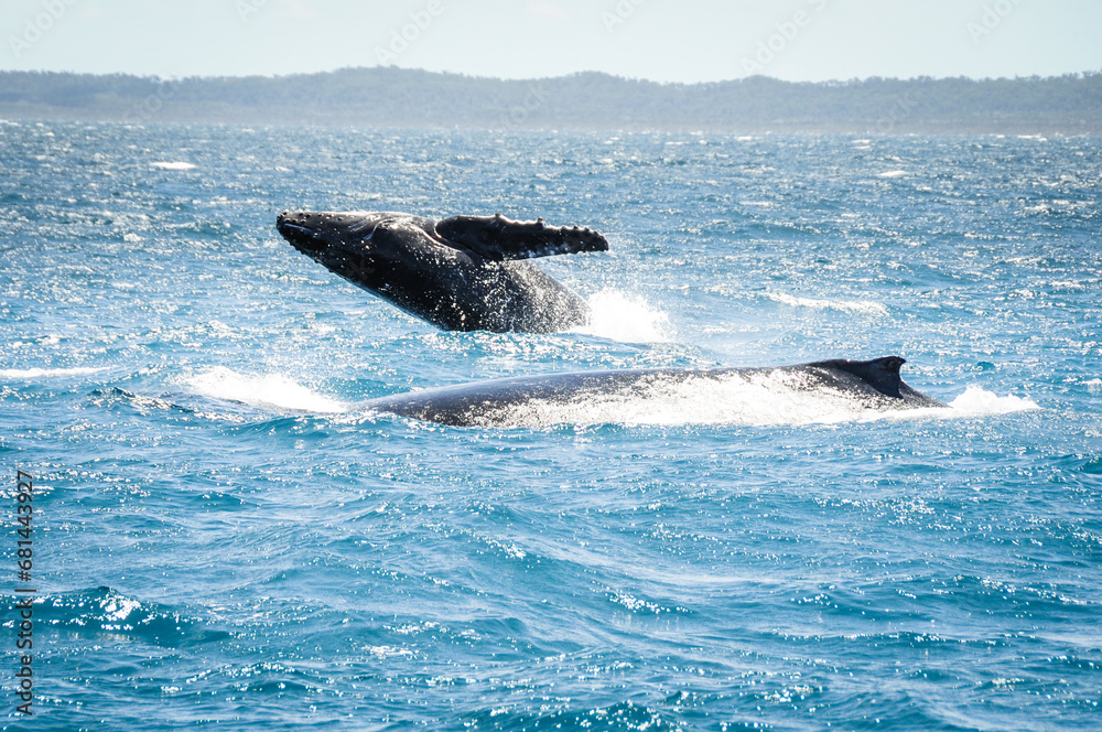 Fototapeta premium australian humpback mother teaches baby whale to jump out of the water