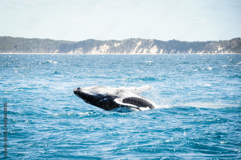 Naklejka premium australian humpback mother teaches baby whale to jump out of the water
