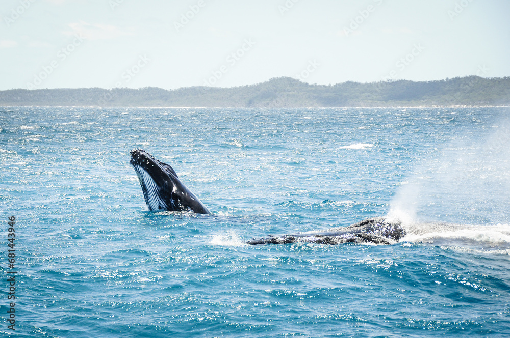 Fototapeta premium australian humpback mother teaches baby whale to jump out of the water