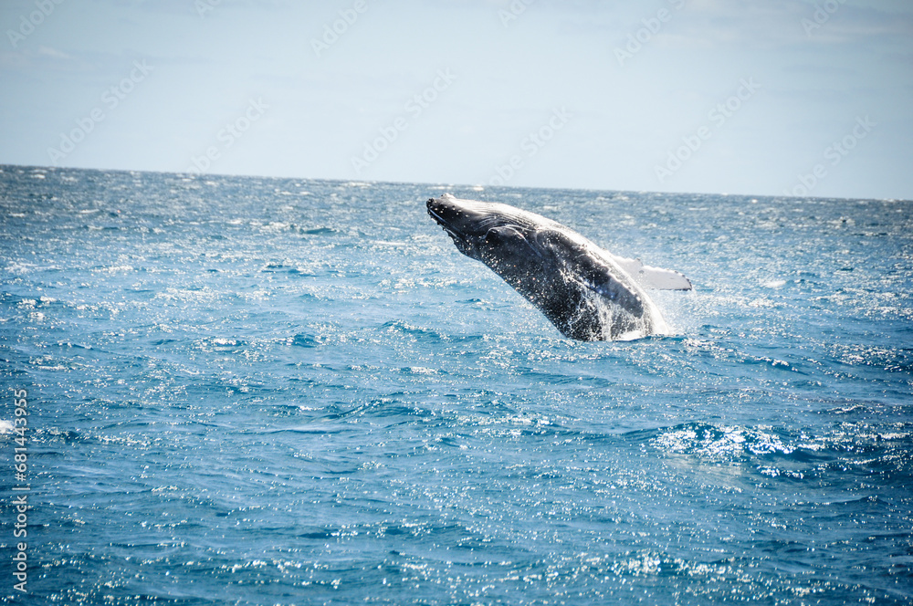 Fototapeta premium australian humpback mother teaches baby whale to jump out of the water