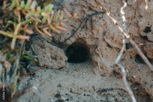 Tamri Cliffs on the Atlantic Coast between Agadir and Essaouira