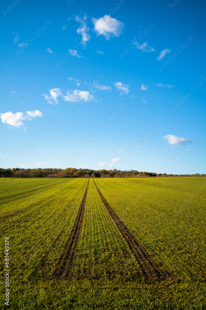 Tire tracks stretching across barley (Hordeum vulgare) field at summer dusk