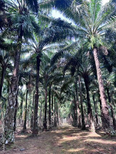 grove of palm trees  Phuket  Thailand. Beautiful view