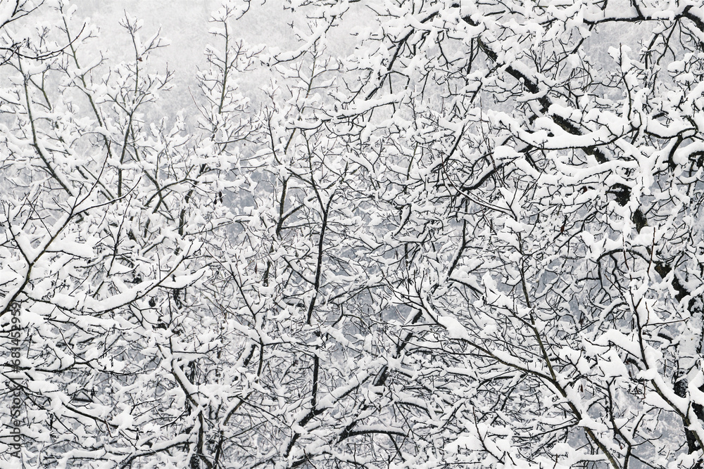 Fototapeta premium hilly winter landscape - trees covered with snow