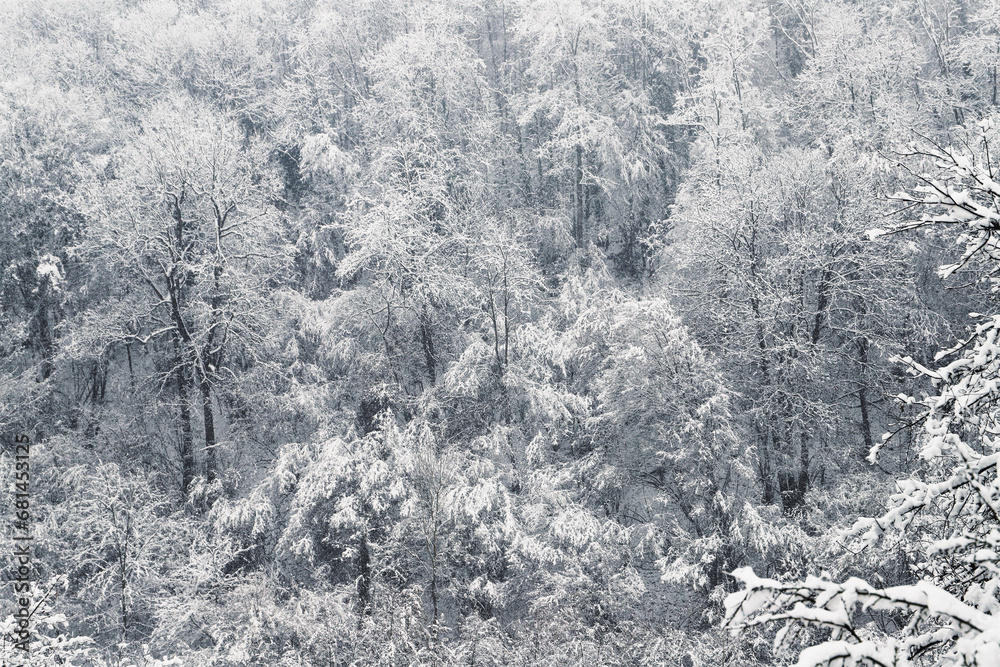hilly winter landscape - trees covered with snow