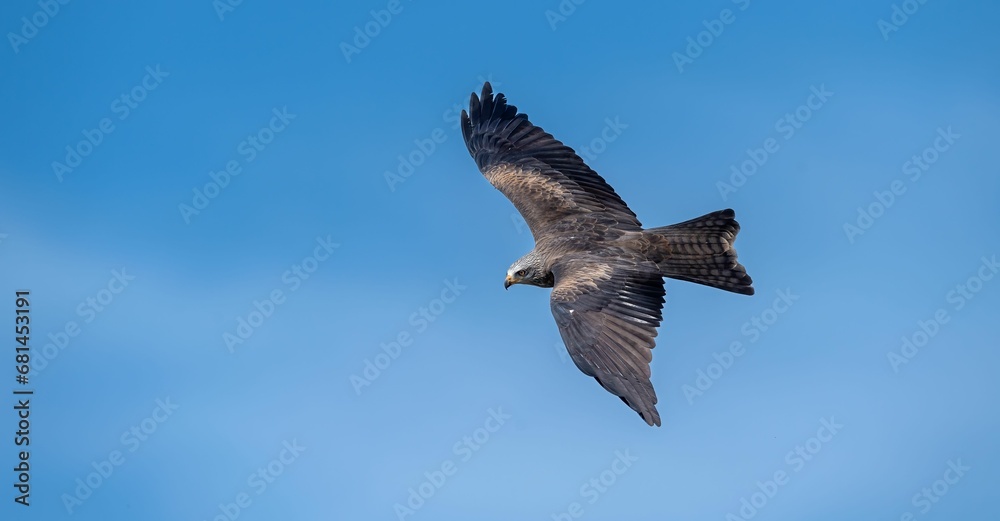 Obraz premium Majestic black kite glides through the azure sky