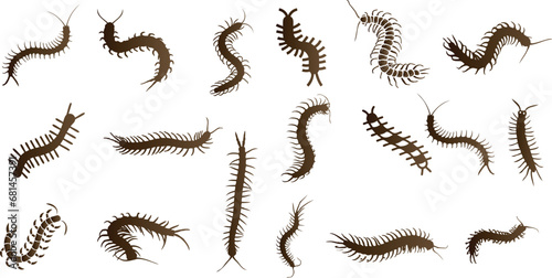 centipedes Vector illustration set in various poses, perfect for educational, scientific, and design purposes. these centipedes are ideal for biology and entomology projects.