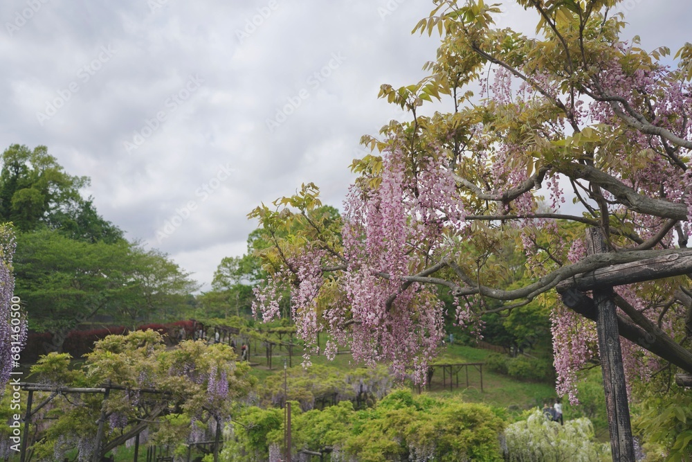 花、フジ、藤、Wisteria floribunda、ノダフジ、Japanese wisteria、神奈川、横須賀、日本、春、4月、藤棚、紫、ピンク、公園、青空、木、植物、咲く、つる、木、大きい、たくさん、
花、フジ、藤、Wisteria floribunda、ノダフジ、Japanese wisteria、神奈川、横須賀、日本、春、4月、藤棚、紫、ピンク、公園、青空、木、植物、咲く、つる、木、大きい、たくさん、