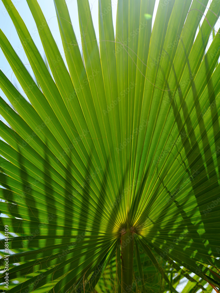 Fototapeta premium green palm tree leaves