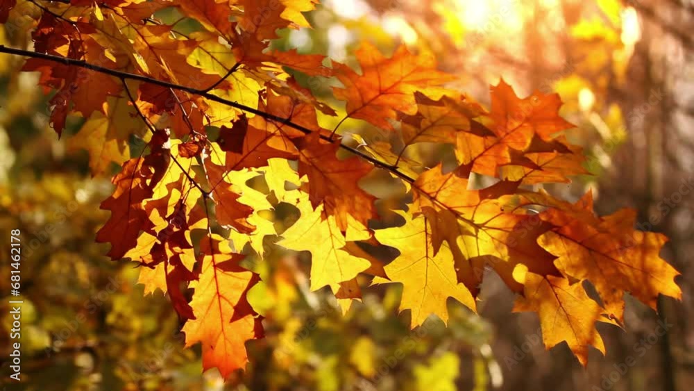 Close-up red and yellow leaves on the tree branch shaking on wind. Autumn scenery background Close-up red and yellow leaves on the tree branch shaking on wind. Autumn scenery background