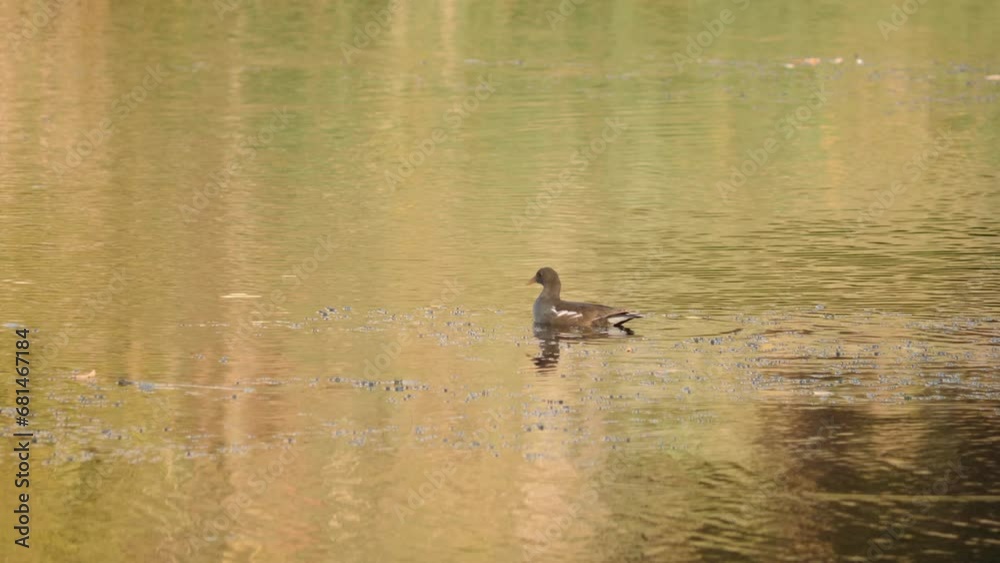 Water Hen captured in its natural environment. Bird swims in the pond and shakes food. Slow motion 4K video. Water Hen captured in its natural environment. Bird swims in the pond and shakes food. Slow motion 4K video.