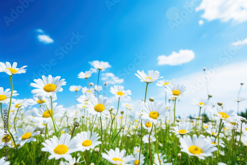 Field of daisy flowers