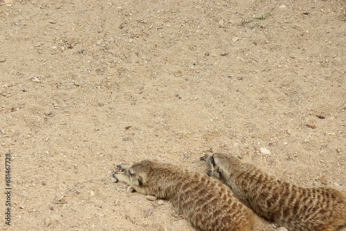 Meerkat sleeping on the sand ground