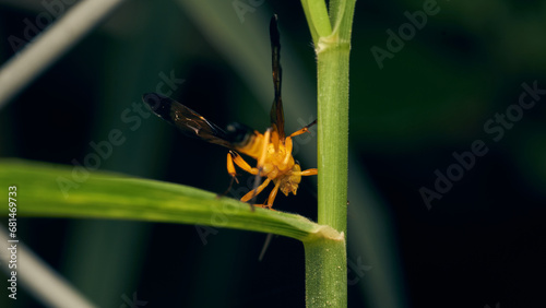 Details of a yellow wasp with blue wings perched on a grass. Joppa photo