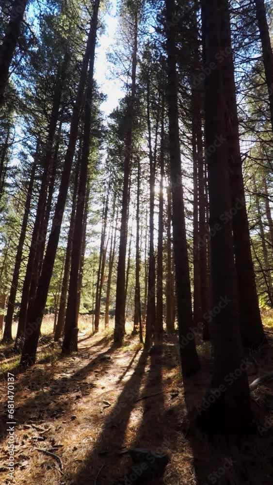 Pine trees in the mountain with the sun shining through Pine trees in the mountain with the sun shining through