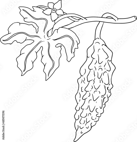 Momordica charantia , hand drawn vector line illustration. Alsam pear,  Bitter gourd, bitter melon, Balsam apple on white background.