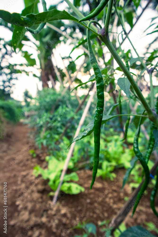 chili tree bearing fresh green fruit in the garden chili tree bearing fresh green fruit in the garden