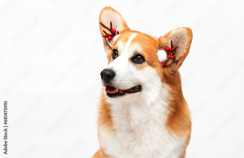 red corgi dog on a white background