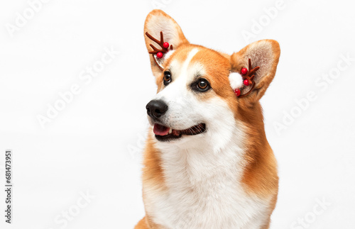 red corgi dog on a white background