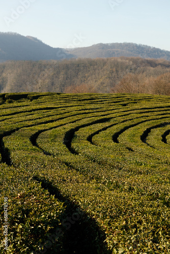 tea terrases photo