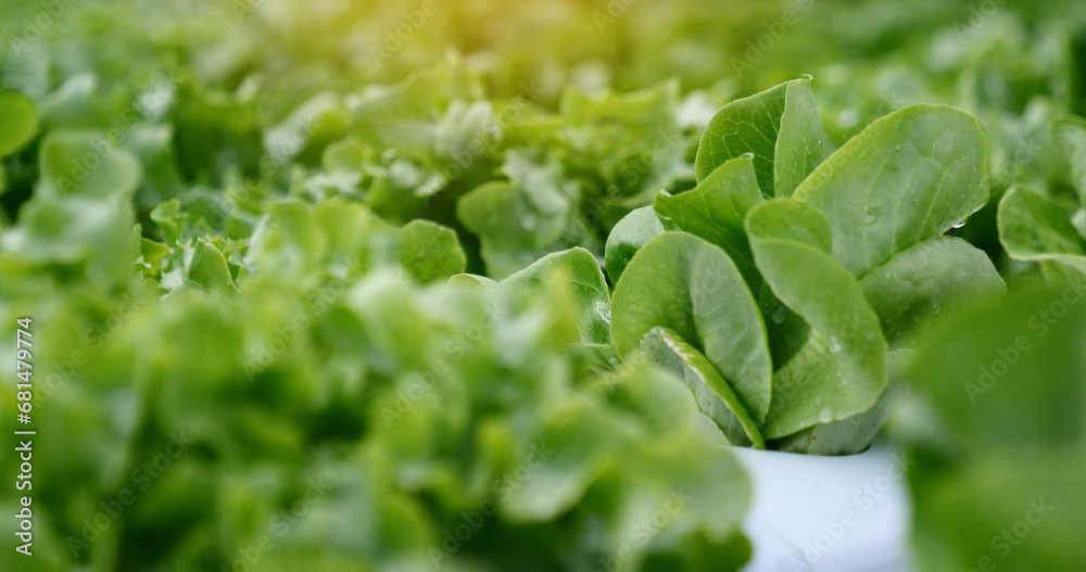 Close up fresh organic hydroponic vegetable plantation produce green salad hydroponic cultivate farm. Green oak lettuce salad in green Organic plantation Farm. Salad farm vegetable green oak lettuce Close up fresh organic hydroponic vegetable plantation produce green salad hydroponic cultivate farm. Green oak lettuce salad in green Organic plantation Farm. Salad farm vegetable green oak lettuce