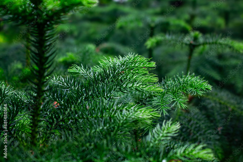 Close up view of pine tree background. Beautiful plant wallpaper.