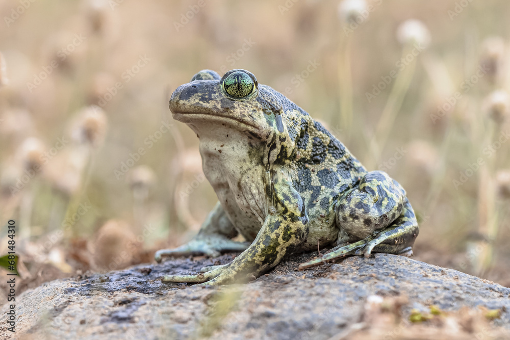 Obraz premium Eastern spadefoot toad on stone