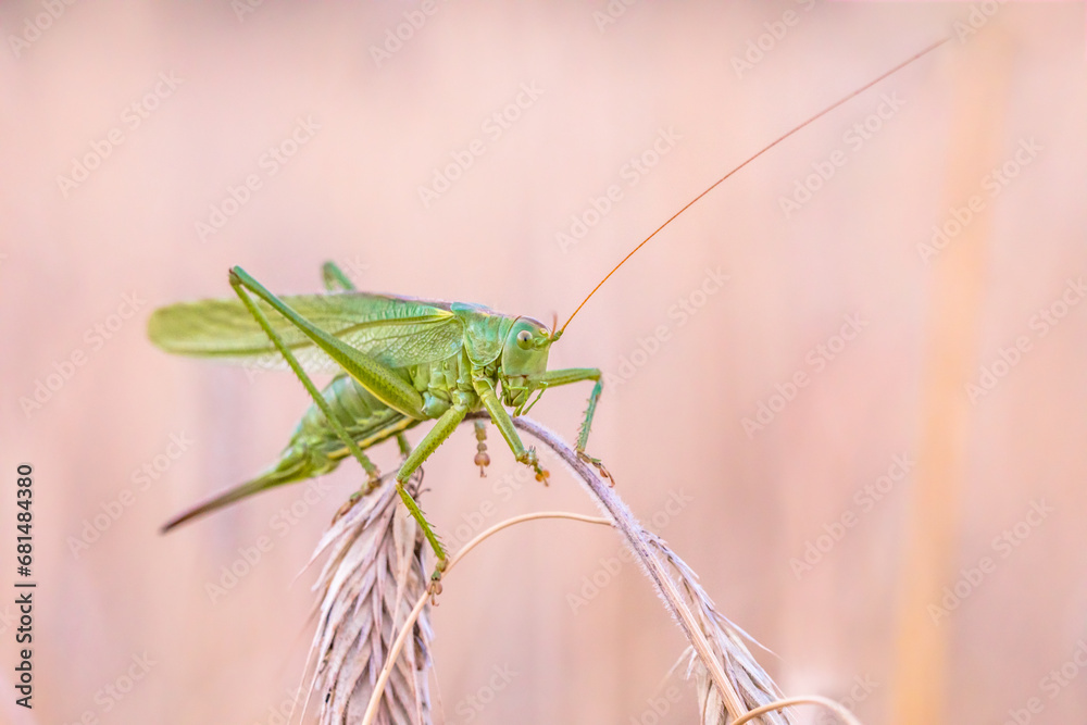 Great green bush-cricket Great green bush-cricket