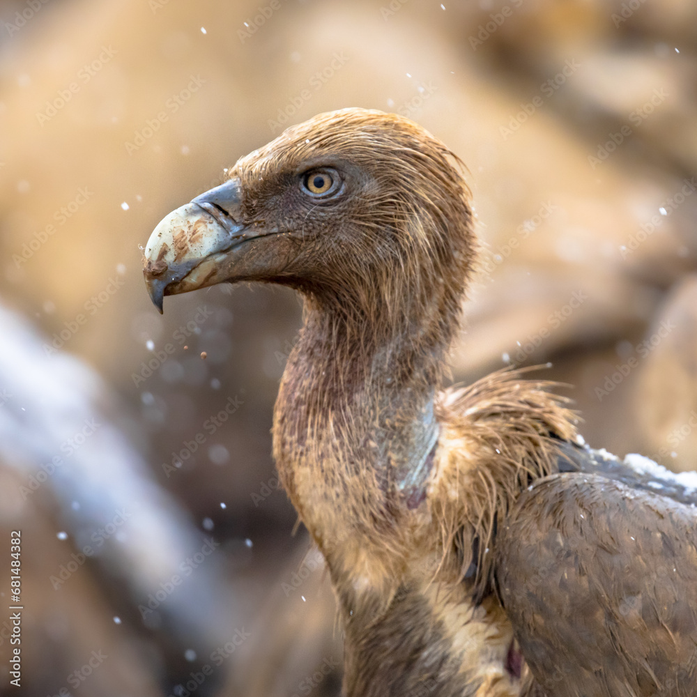 Fototapeta premium Griffon vulture portrait