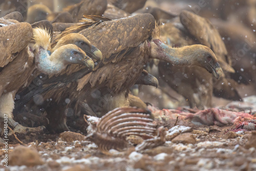 Griffon vulture group
