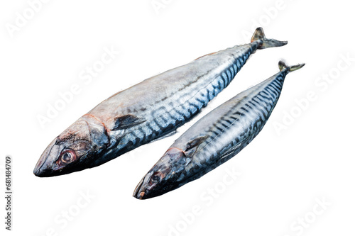 Fresh Raw mackerel scomber fish ready for grilling. Transparent background. Isolated. photo