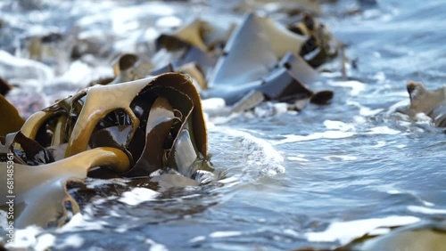 Bull kelp seaweed growing on rocks. Edible sea weed ready to harvest in the ocean on australia photo