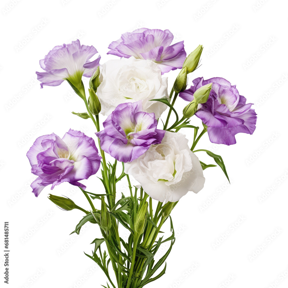 Beauty violent and white eustoma flower isolated on white background, png Beauty violent and white eustoma flower isolated on white background, png