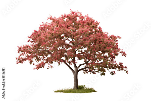 Clean Canvas for Majestic Hawthorn Isolated on a transparent background