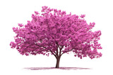Eastern Redbud Tree Close-Up Isolated on a transparent background