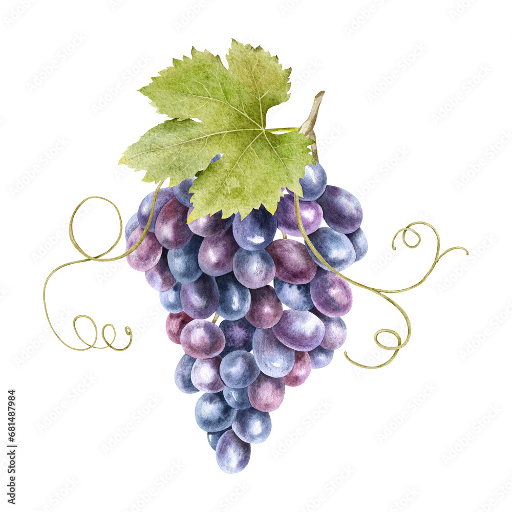 Fototapeta premium A bunch of grapes with leaves. Grape vine. Watercolor illustrations. Isolated. For the design of labels of wine, grape juice and cosmetics, wedding cards, stationery, greetings, wallpaper, invitations