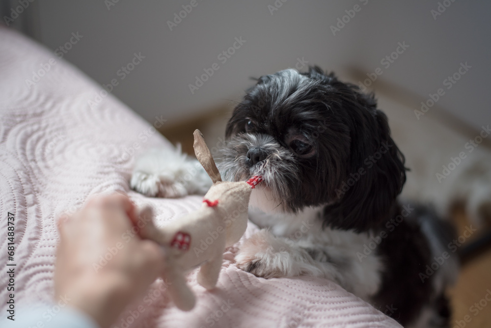 Little Shih Tzu Dog of Black-and-White Coloring Little Shih Tzu Dog of Black-and-White Coloring
