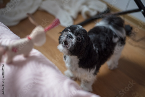 Little Shih Tzu Dog of Black-and-White Coloring