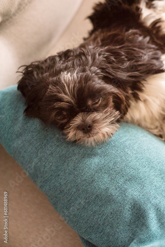 Little Shih Tzu Dog of Black-and-White Coloring