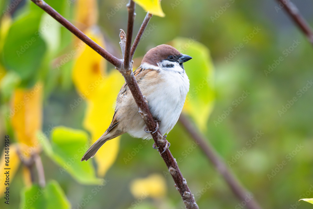 Obraz premium 公園に生息するかわいいスズメ