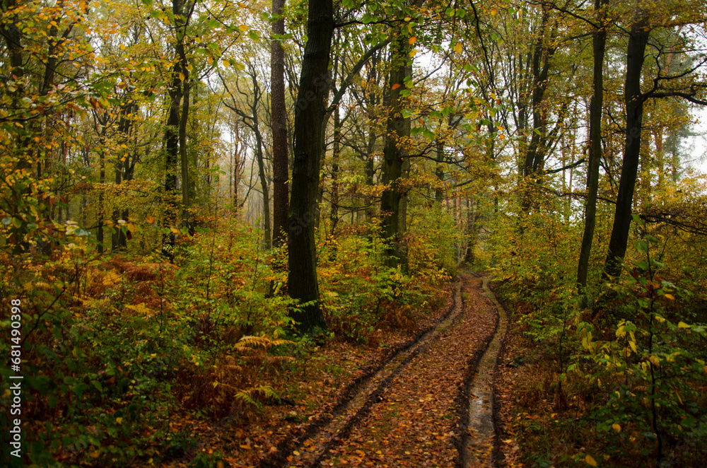 Fototapeta premium Jesień w drodze