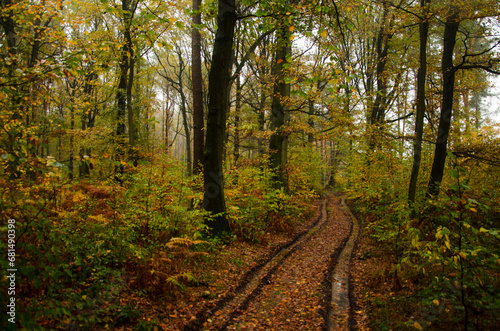Fototapeta Naklejka Na Ścianę i Meble -  Jesień w drodze