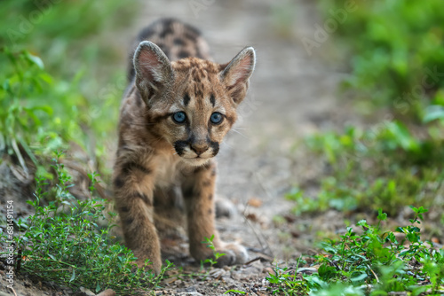 Portrait baby cougar, mountain lion or puma