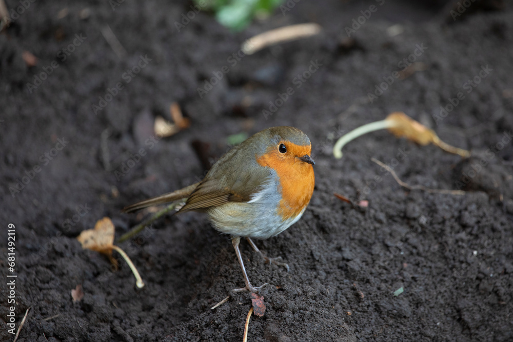 Robin in a garden in November, United Kingdom Robin in a garden in November, United Kingdom