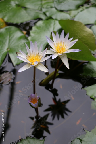 Close up of a white lotus 