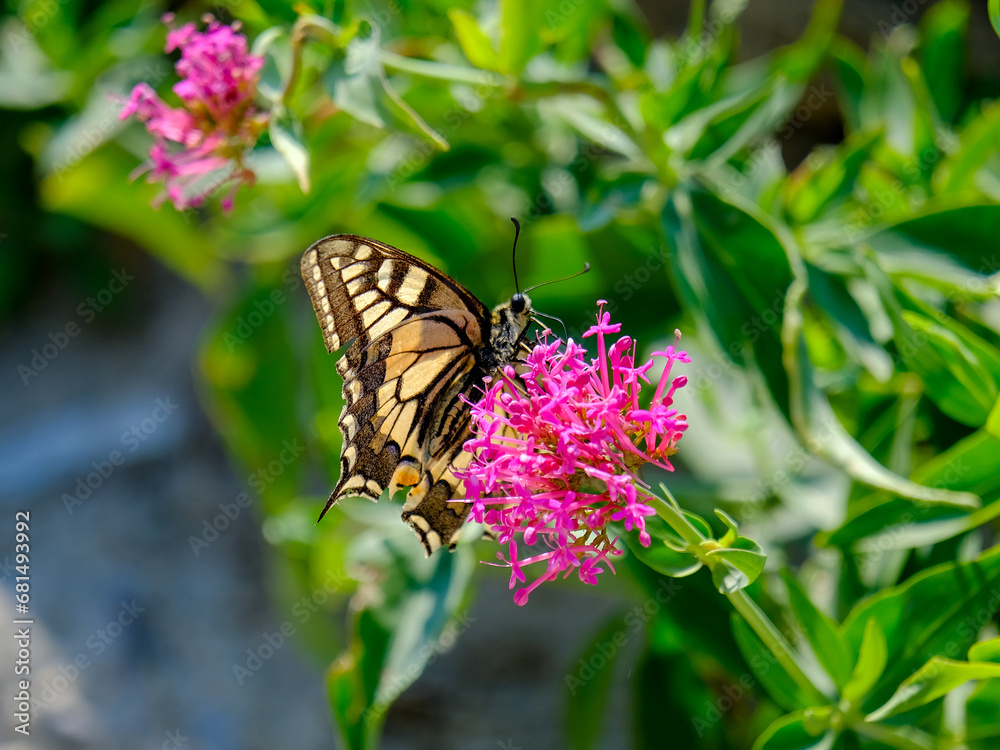 Close-up of a pretty butterfly looking for food, taken in Germany on a sunny day. Close-up of a pretty butterfly looking for food, taken in Germany on a sunny day.