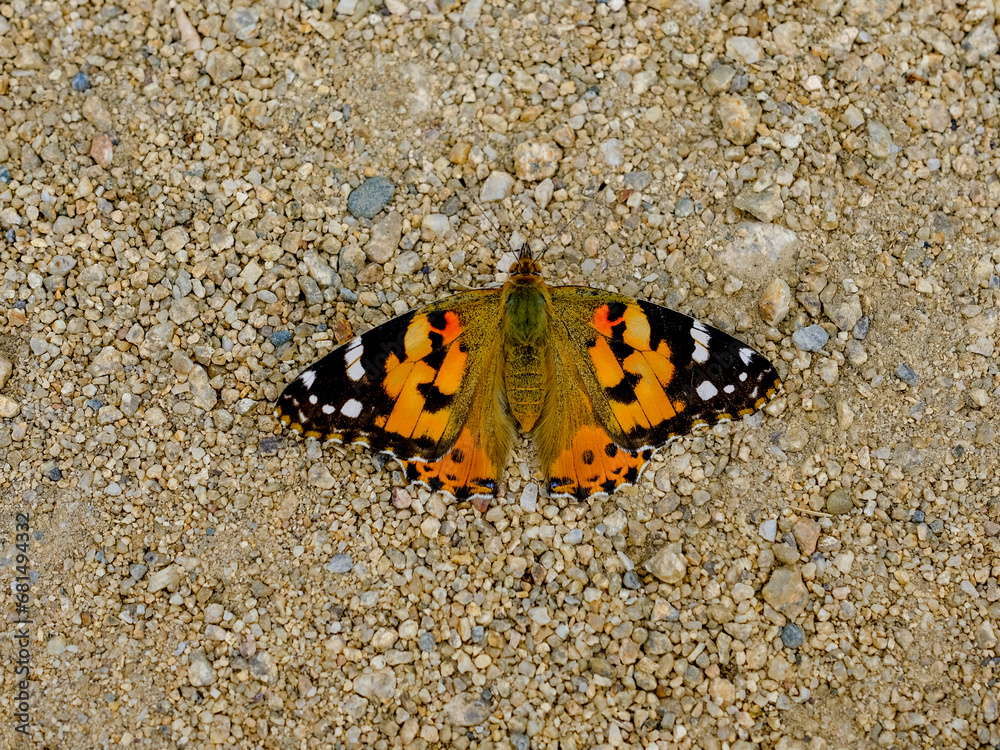 Close-up of a pretty butterfly looking for food, taken in Germany on a sunny day. Close-up of a pretty butterfly looking for food, taken in Germany on a sunny day.